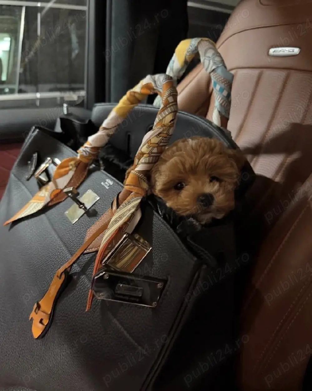 Fetita si baietel maltipoo 