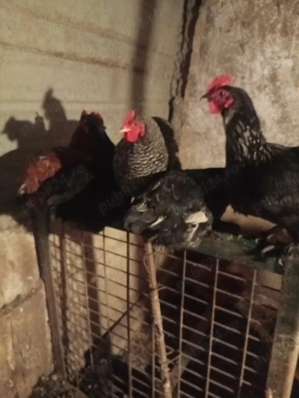 Schimb cu Porumbei voiajori s-au Vând Preț 60 lei bucata Preț fix 