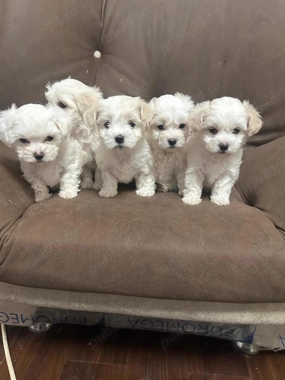 Bichon mini maltease 2 luni