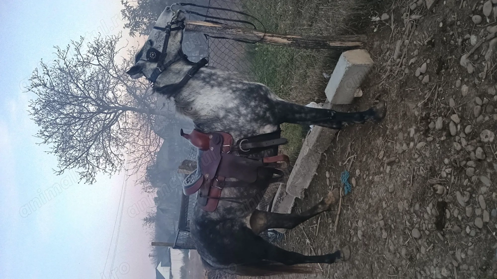 Vânzare Sură de 10 ani