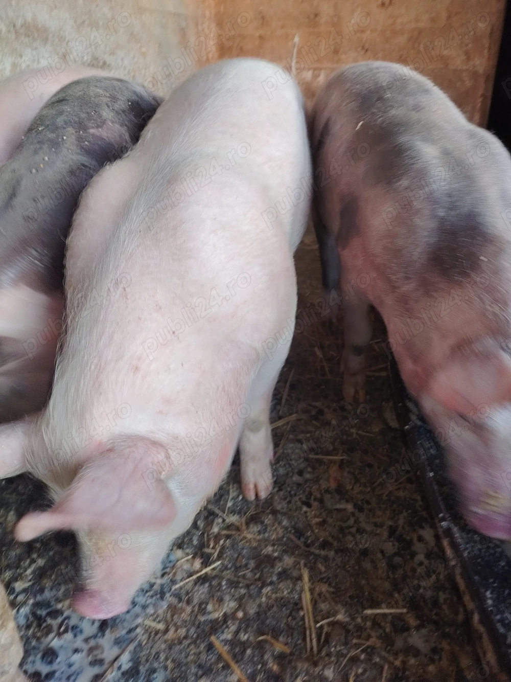 Suldani pietran cu landras