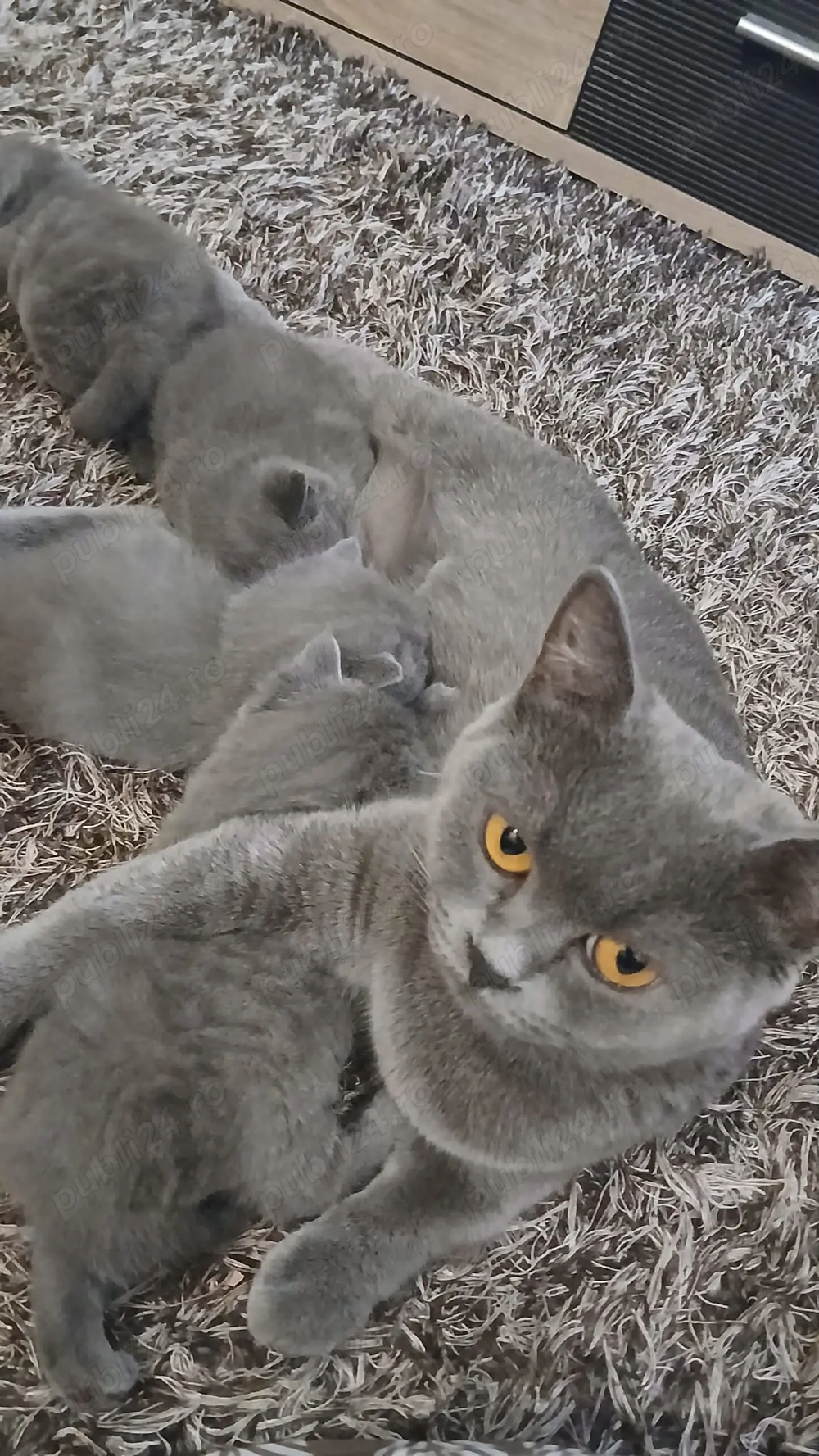 Pui de pisica British Shorthair Blue