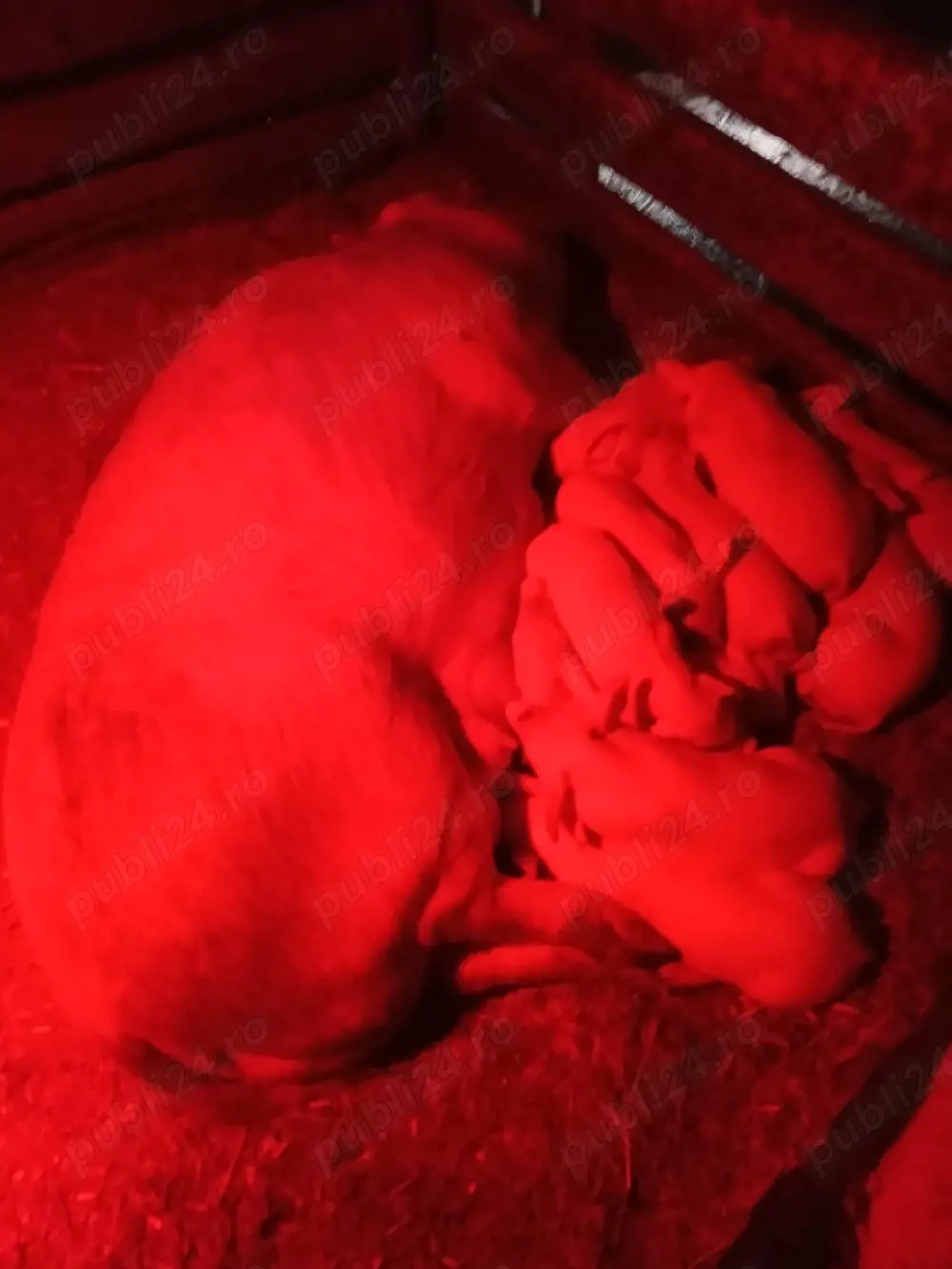 Vând scroafă cu purcei 