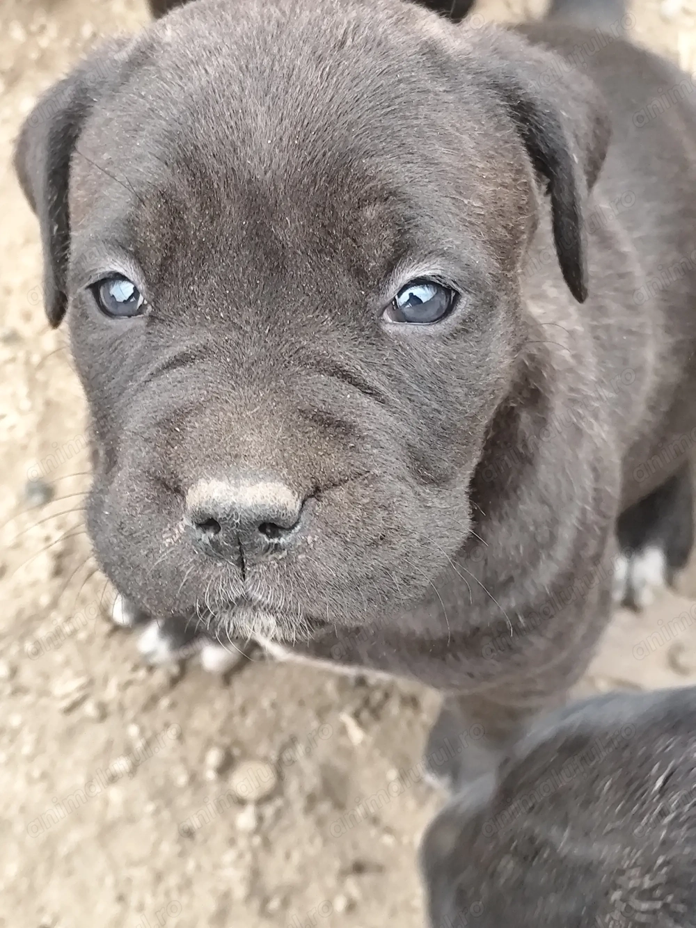 Puiuți Cane Corso 