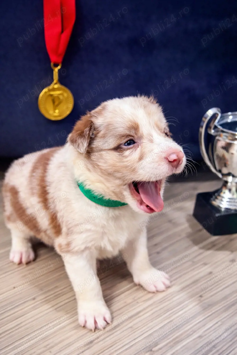 Border Collie Red Merle din părinți premiați cu Pedigree Export 