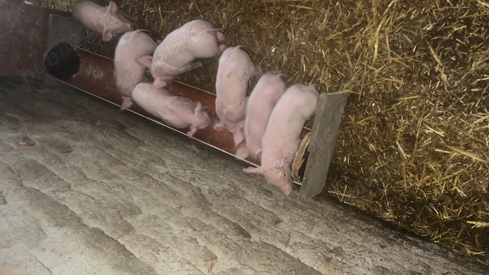 Vand purcei de rasă !