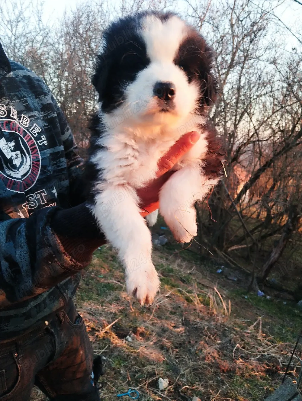 Ciobanesc de Bucovina rasa pură 