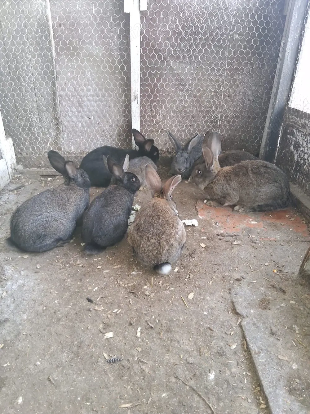 Pui iepuri rasa Belgian 3 luni