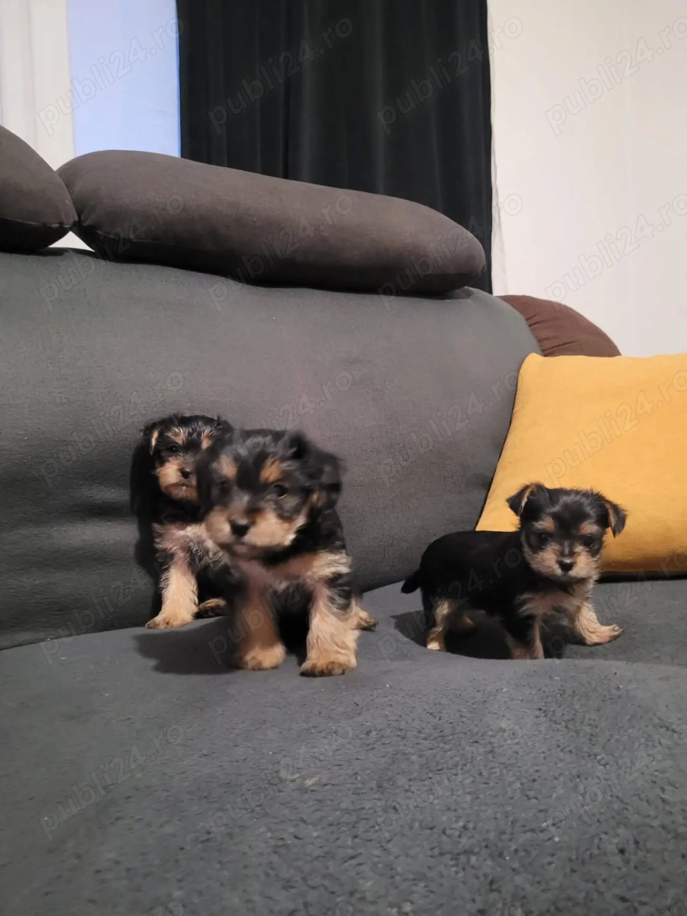 Căței york shire terrier 