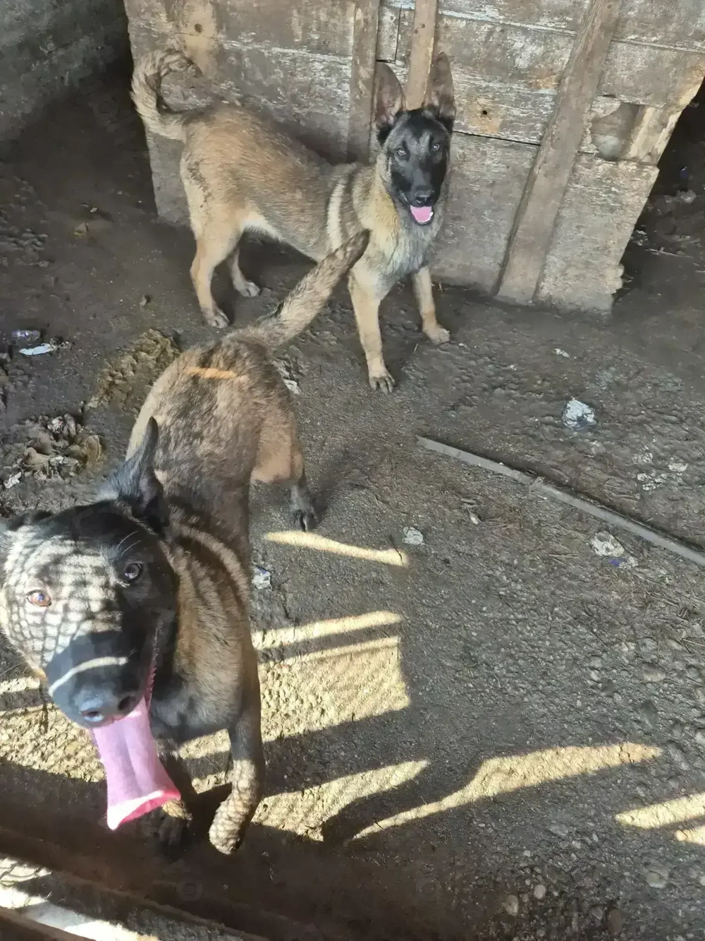  cateii  belgian melinos