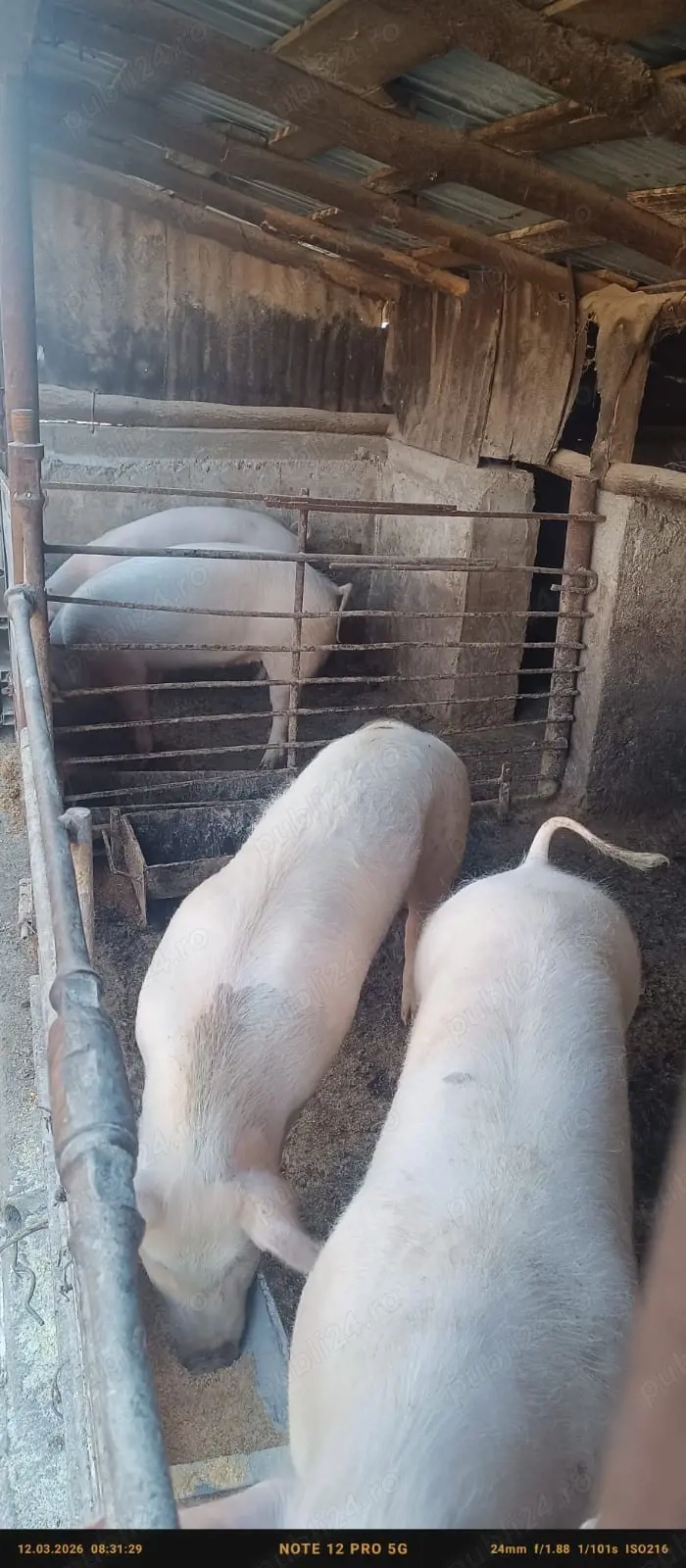 porci vânzare 