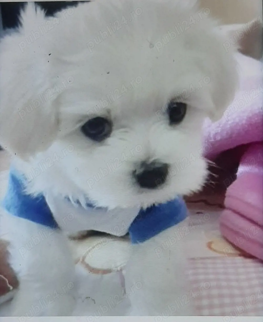 Vand bichon miny toy 6 saptamani