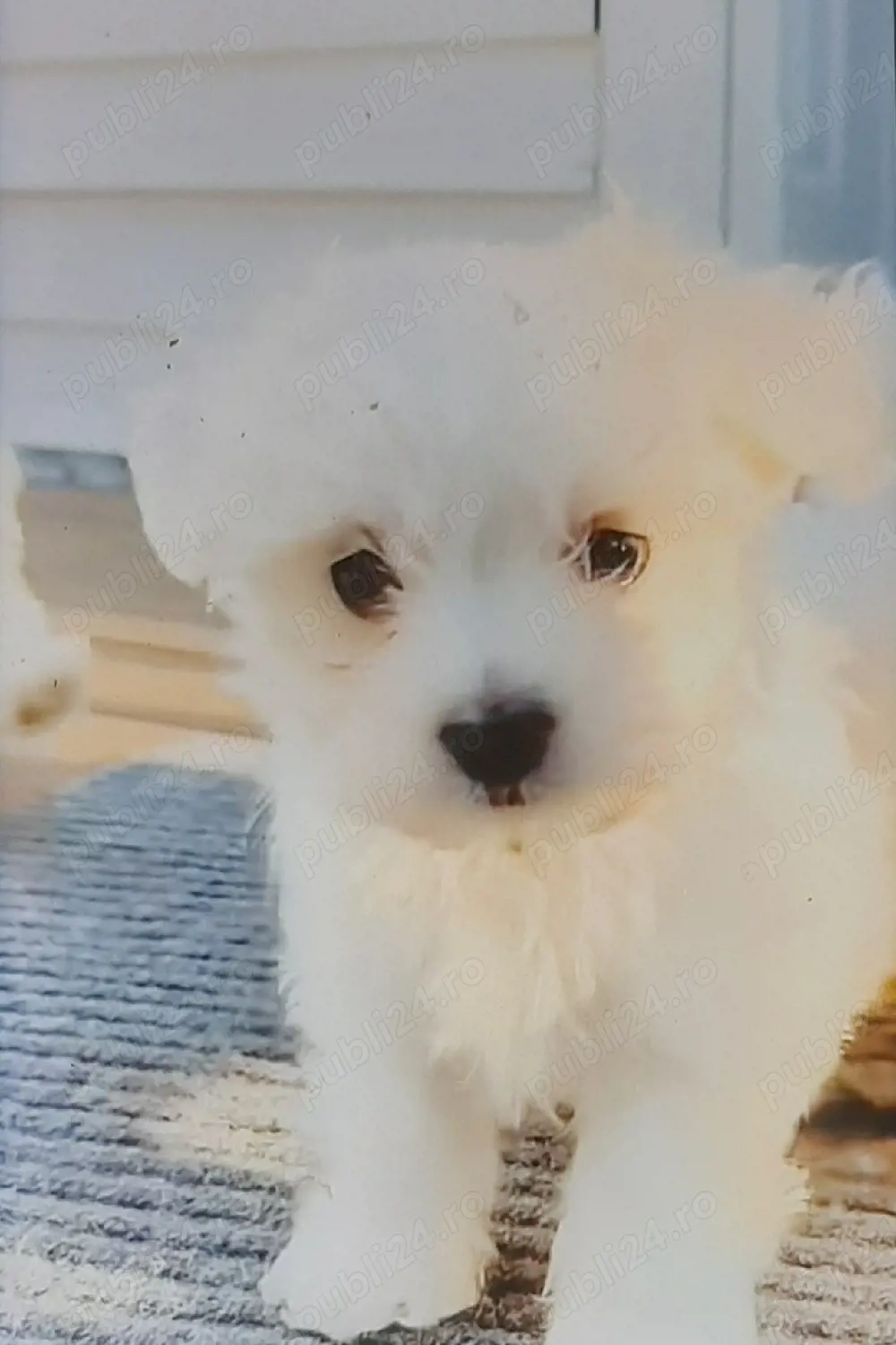 Vand bichon miny toy 6 saptamani