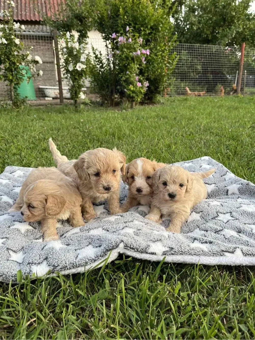  maltipoo toy pudel+bichon 
