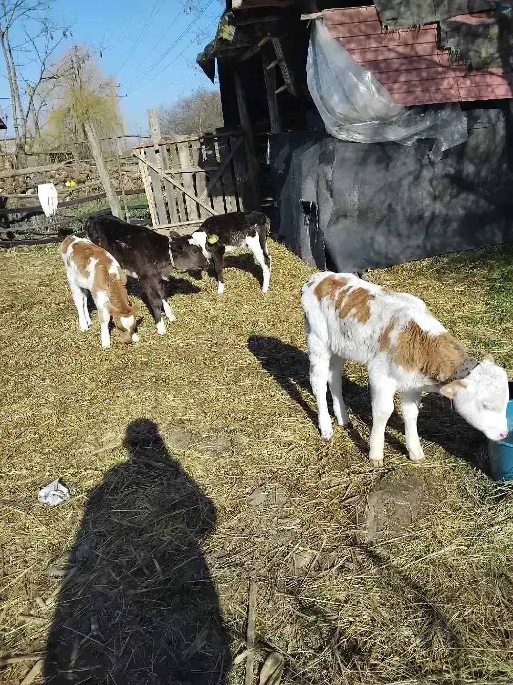 Vand vitei semi înțercați!