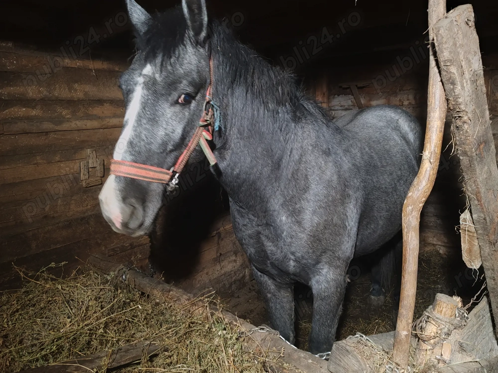 Vând un armăsar de 2.5 sau schimb cu o iapă 