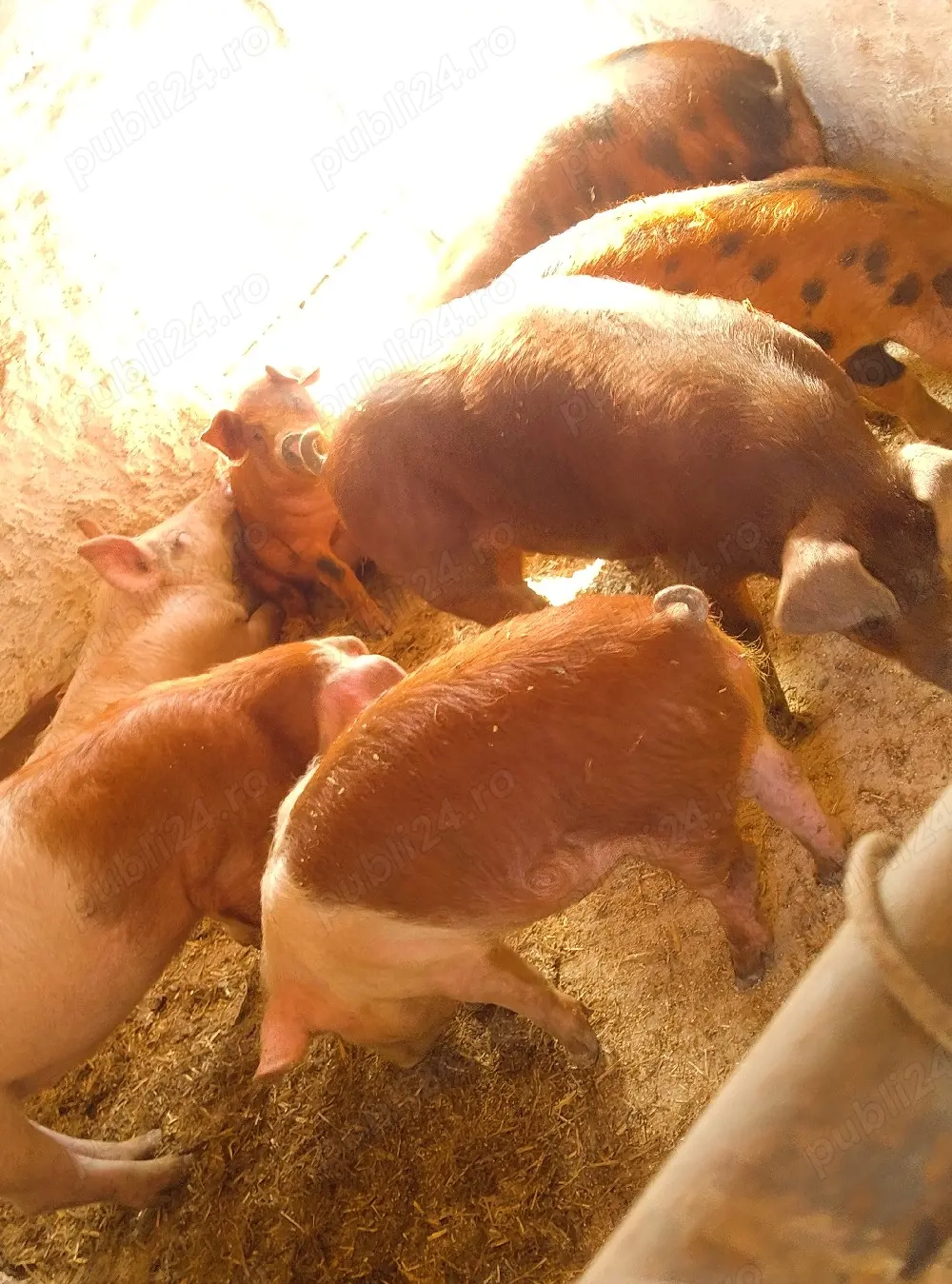 soldani rasa duroc danez 