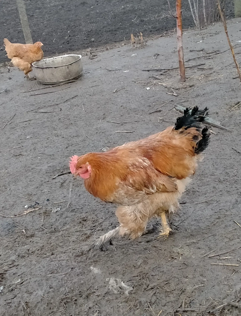 Păsări de curte 
