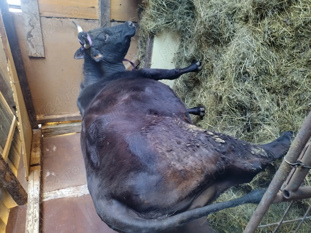 Vand vaca cu vitei tauras si vitea 