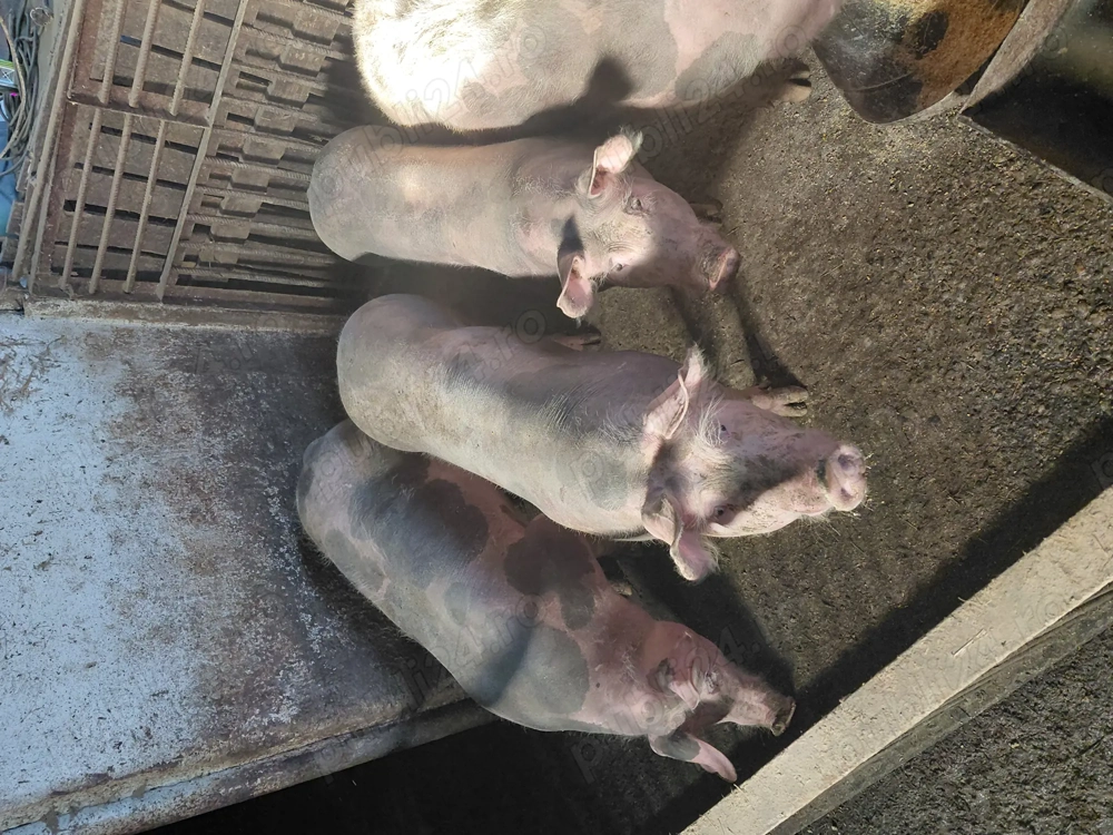De vânzare scrofițe și porci din rasa pietrain