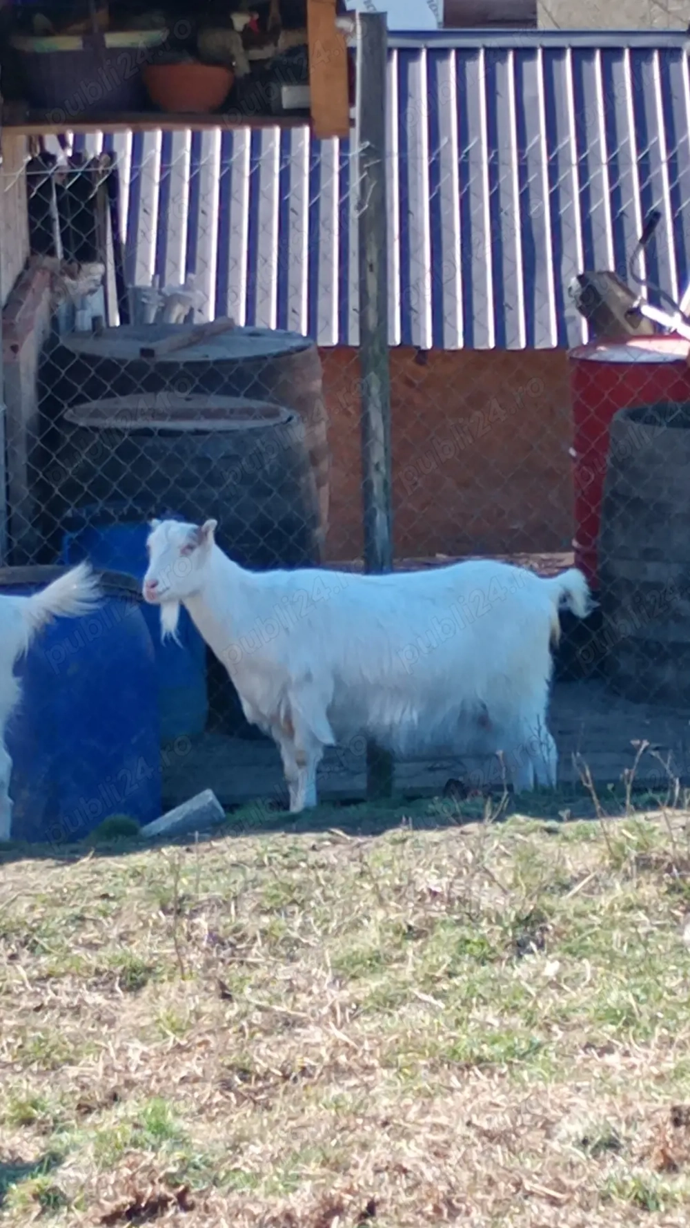 Vând 4 capre gestante și 3 ieduțe de anul trecut 