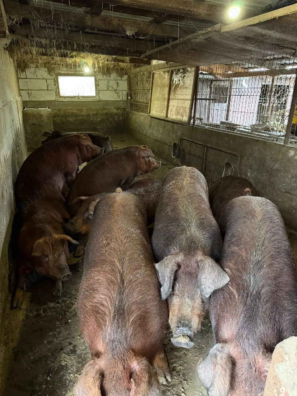 porci de carne rasa duroc pur