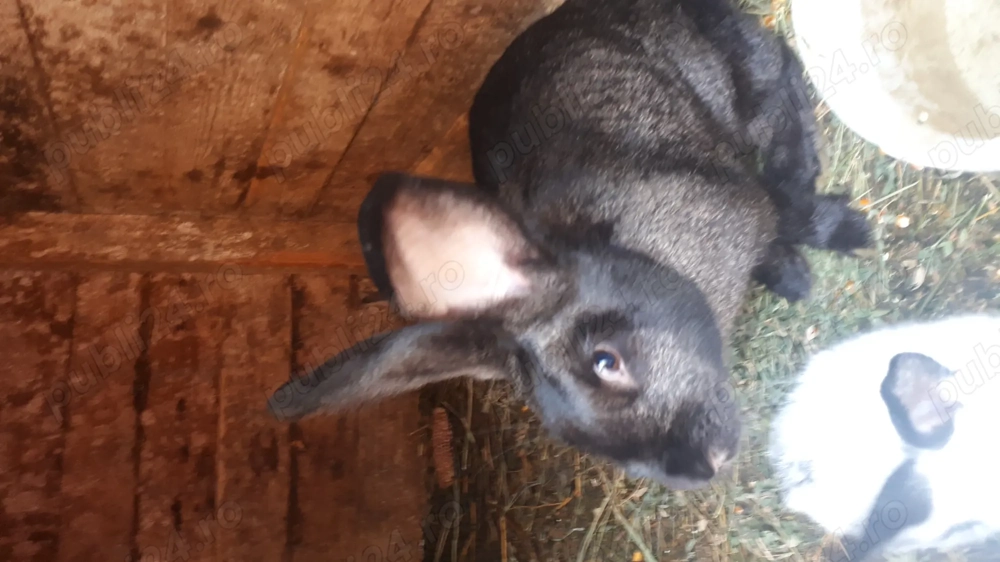 Iepuri fluture german