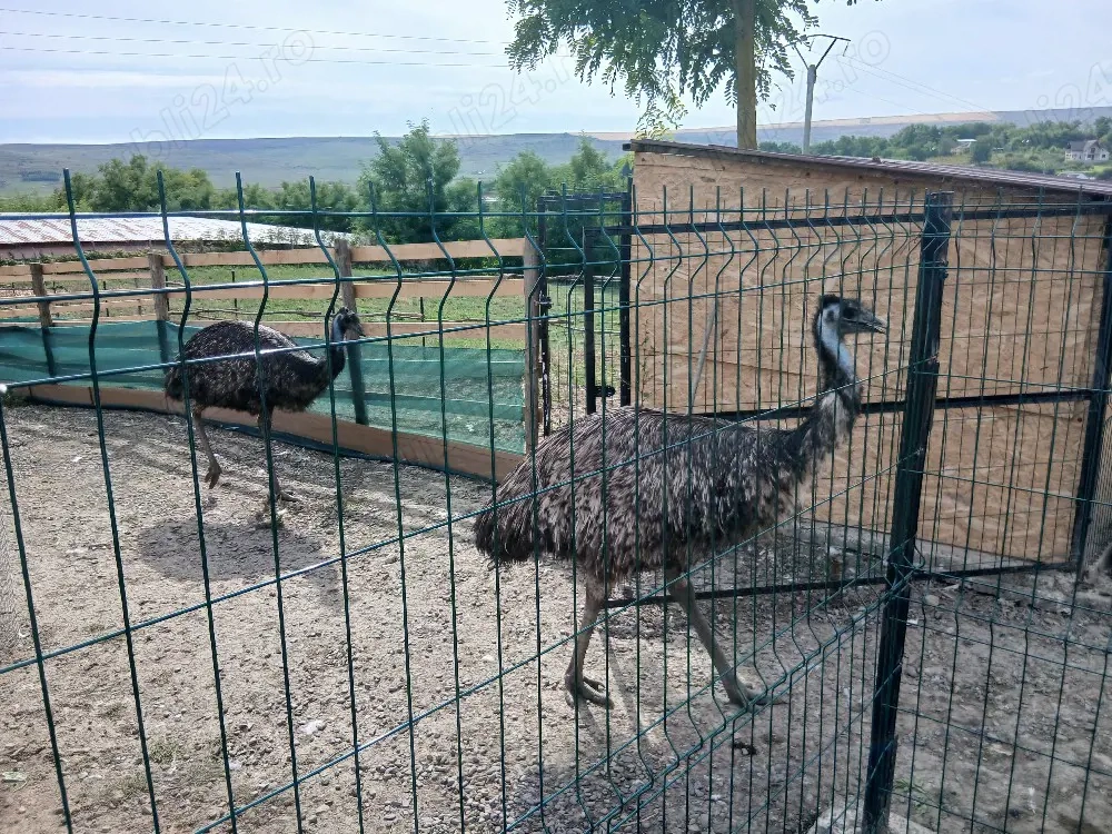 de vânzare struț emu familie 