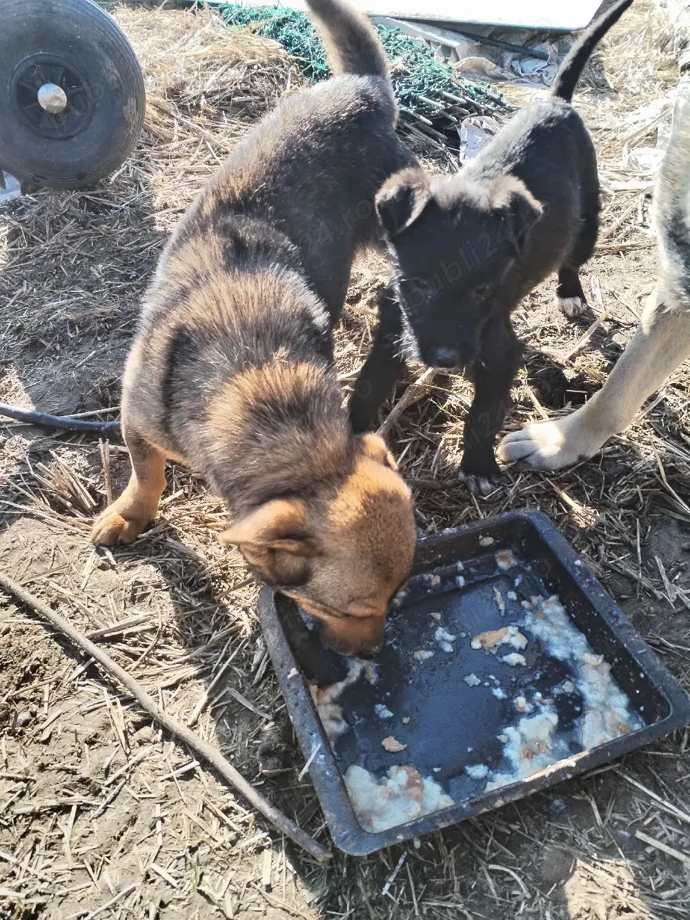 Donez doi pui de cățel 