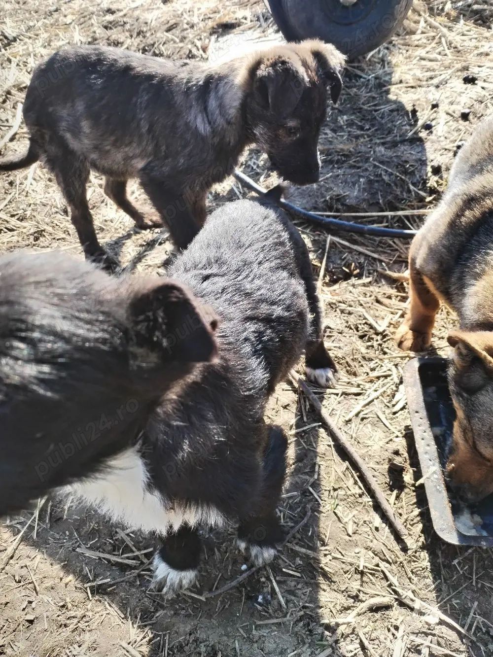 Donez doi pui de cățel 