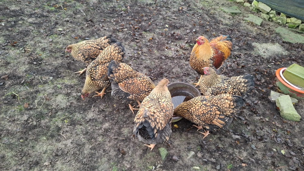 Pui gaina Wyandotte gsg