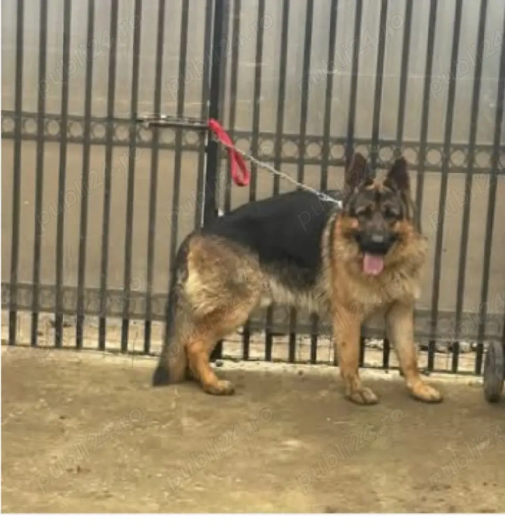 de vânzare sau schimb Ciobanesc german în vârstă de un an și jumătate cu cu acte și vaccinuri la zi 