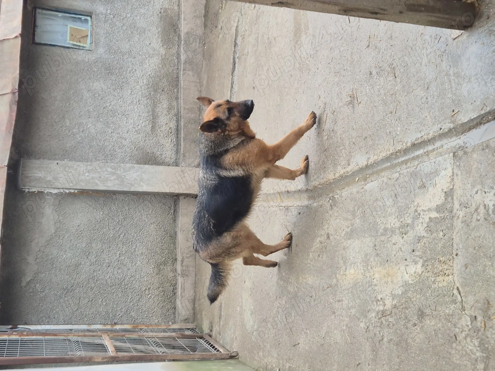 Vand catea ciobanesc german