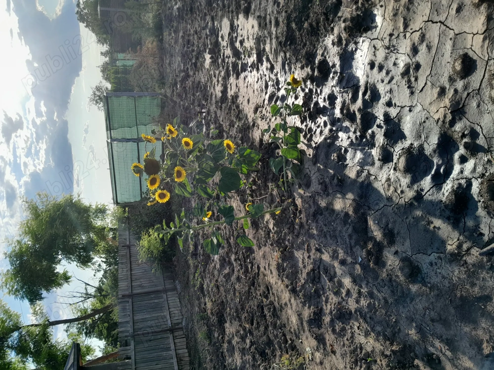 Vând teren 1250 m2 în Ialomița 