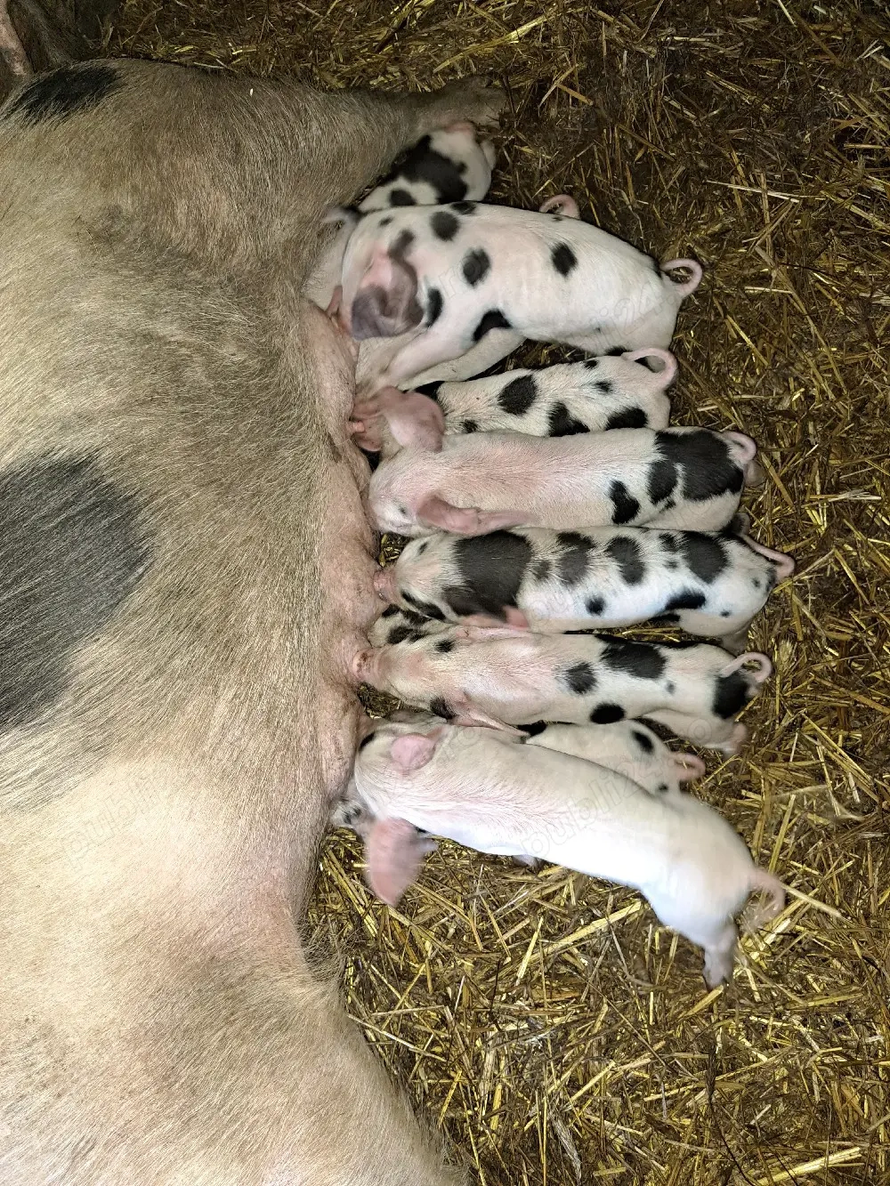 Vand scroafa cu purcei 