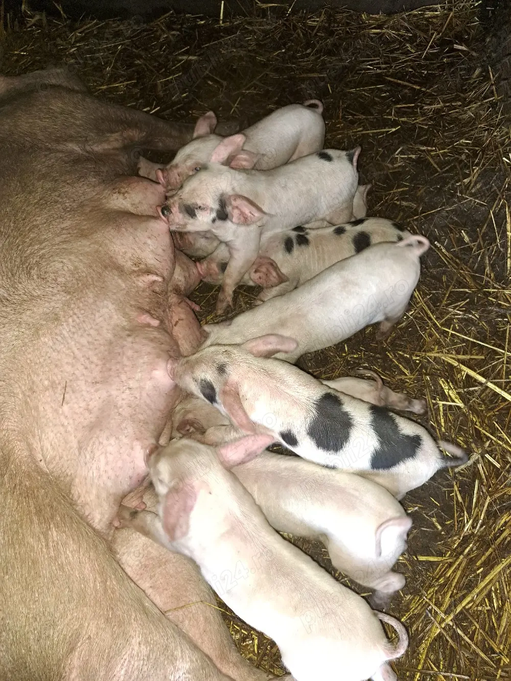 Vand scroafa cu purcei