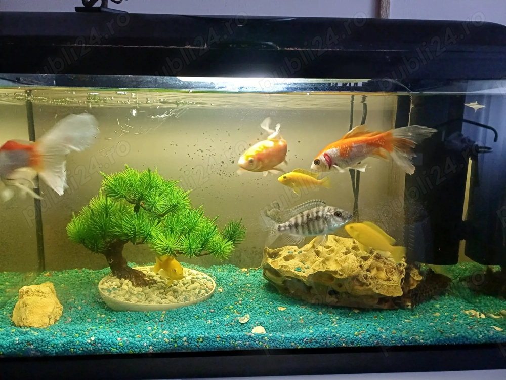 Vând acvariu cu peşti
