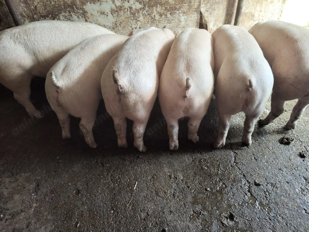 Vand porci și purcei de carne 