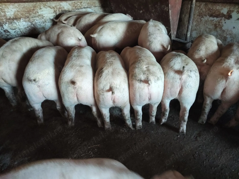 Porci și purcei 