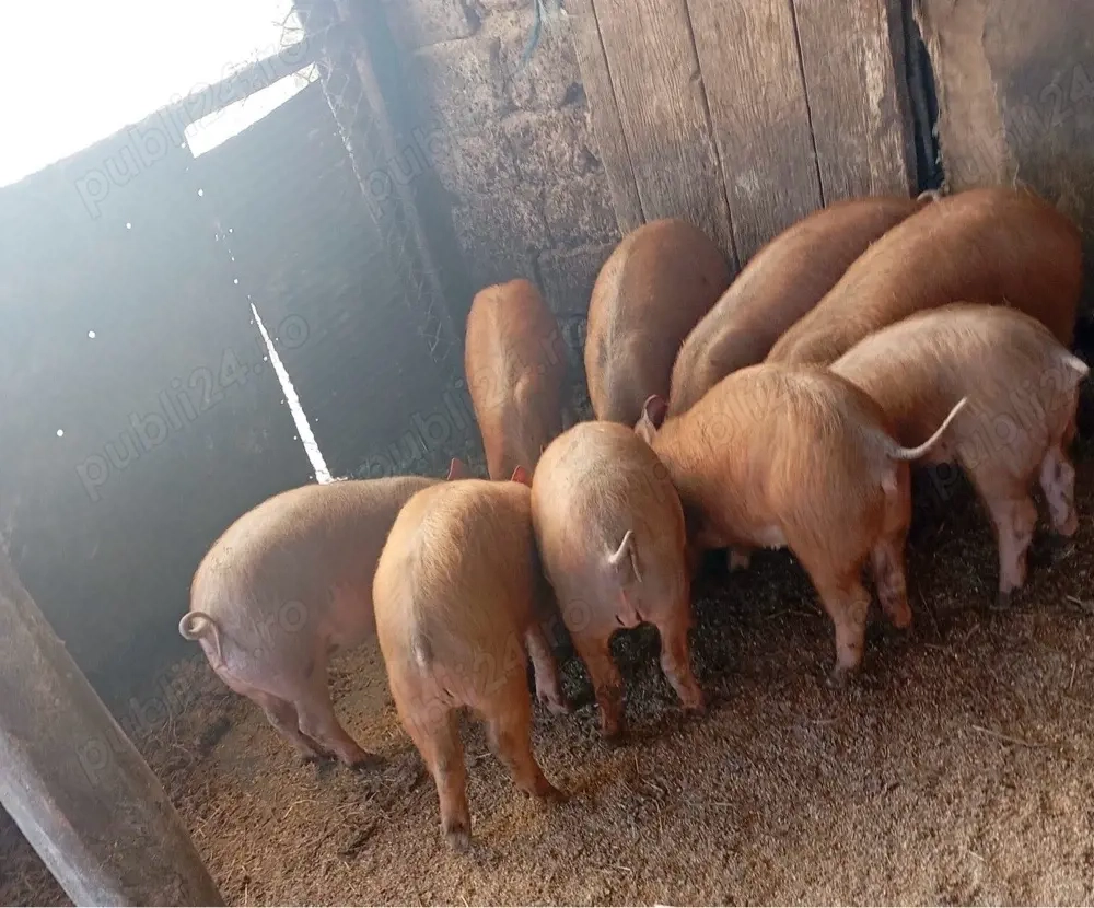 Purcei rasa Petrea cu Duroc 