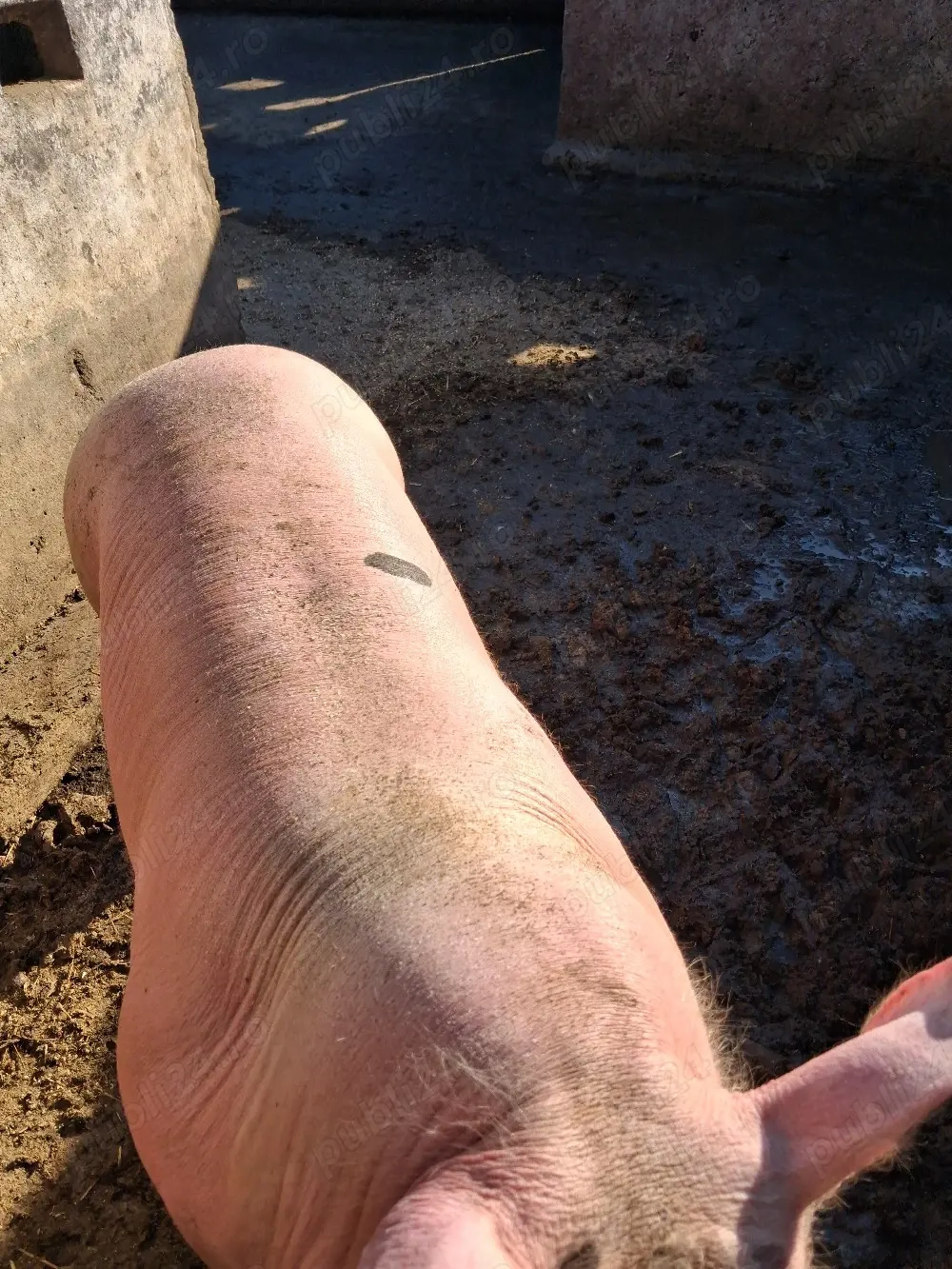 vind porci  intre 150 la 180