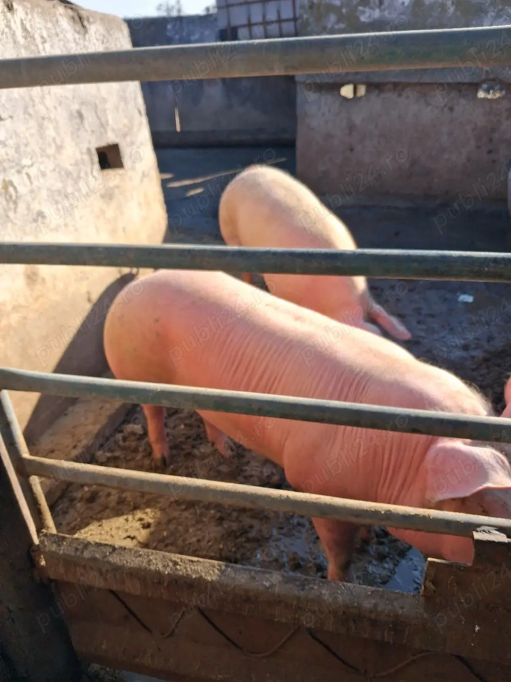 vind porci  intre 150 la 180