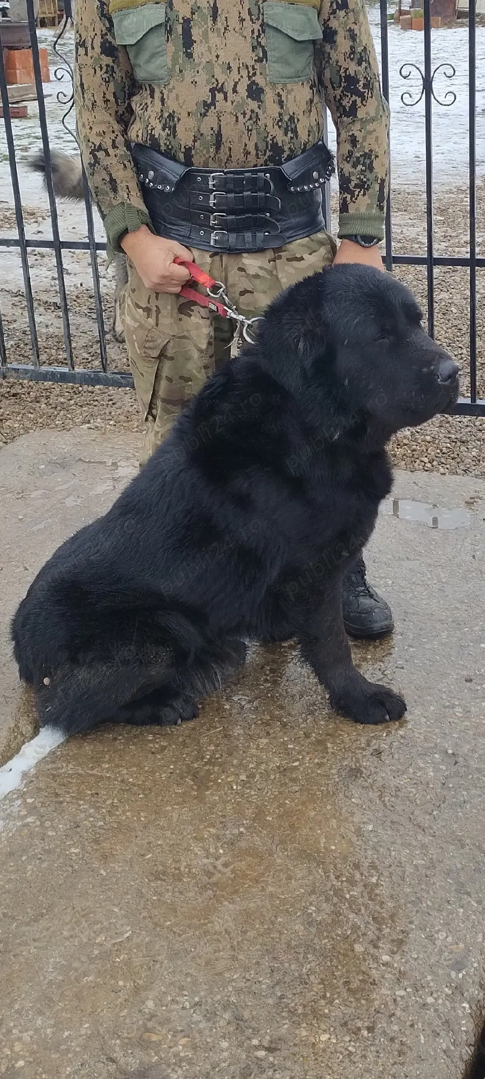 Masculul Asia Centrala 