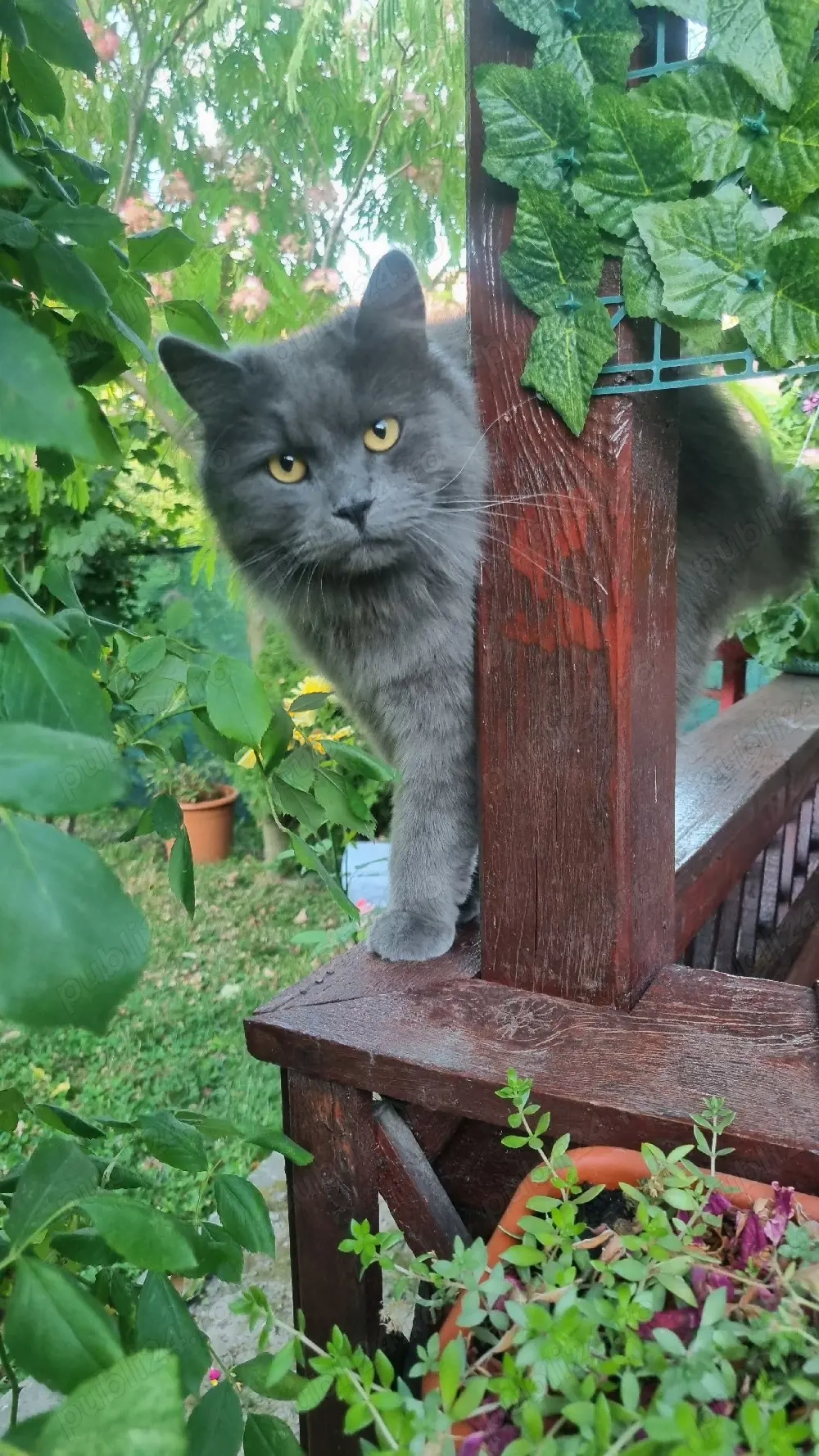 se vinde motanel jucaus si simpatic 