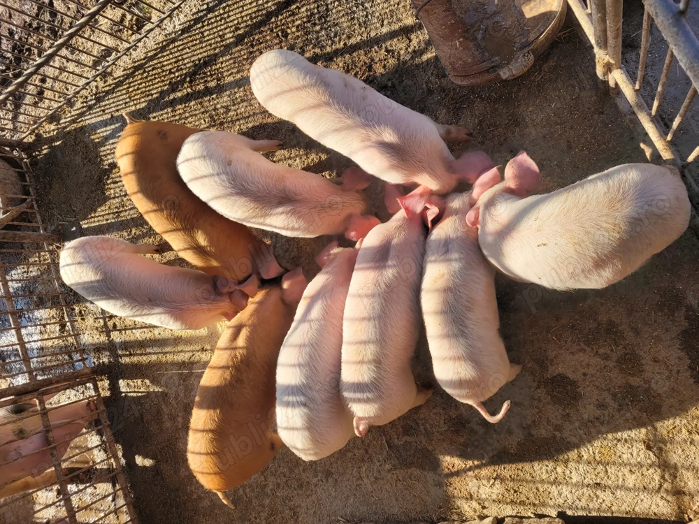 Disponibili purcei de 8 săptămâni. 