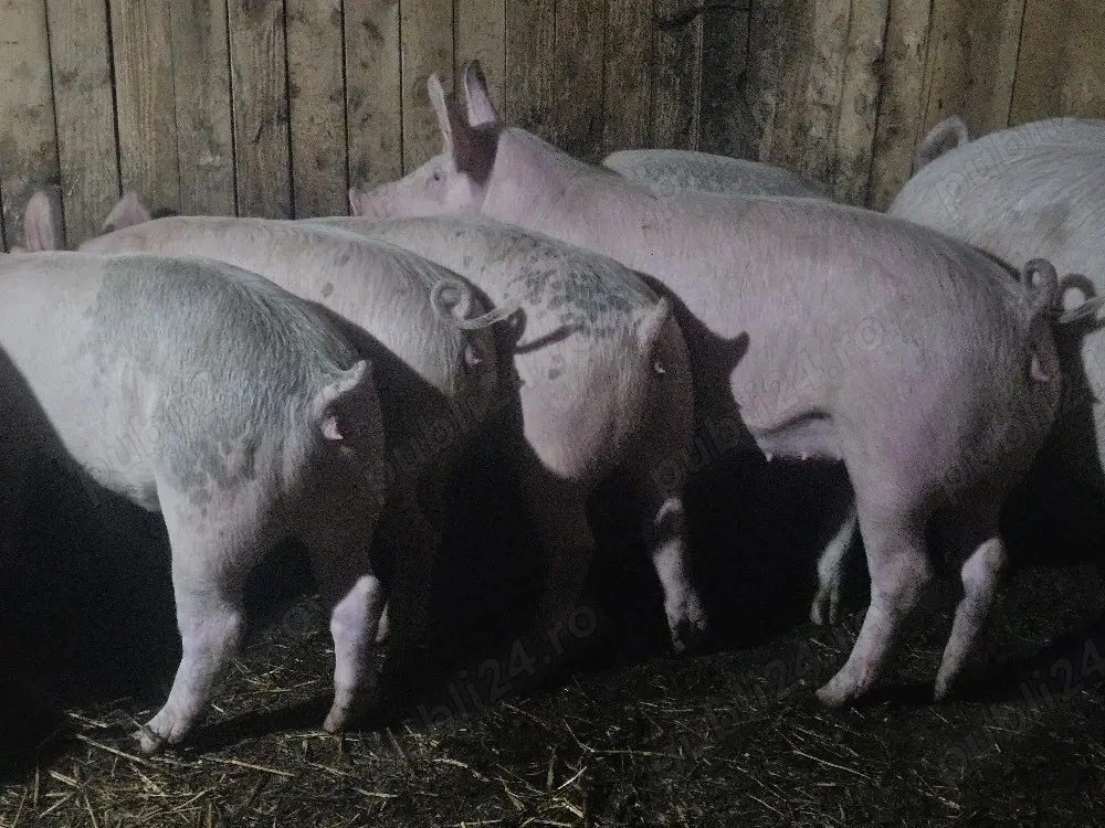 vând 9 soldani rasa de calitate de carne 65-70 kg 