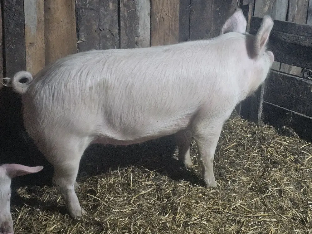 vând porci rasa de calitate de carne 130 kg