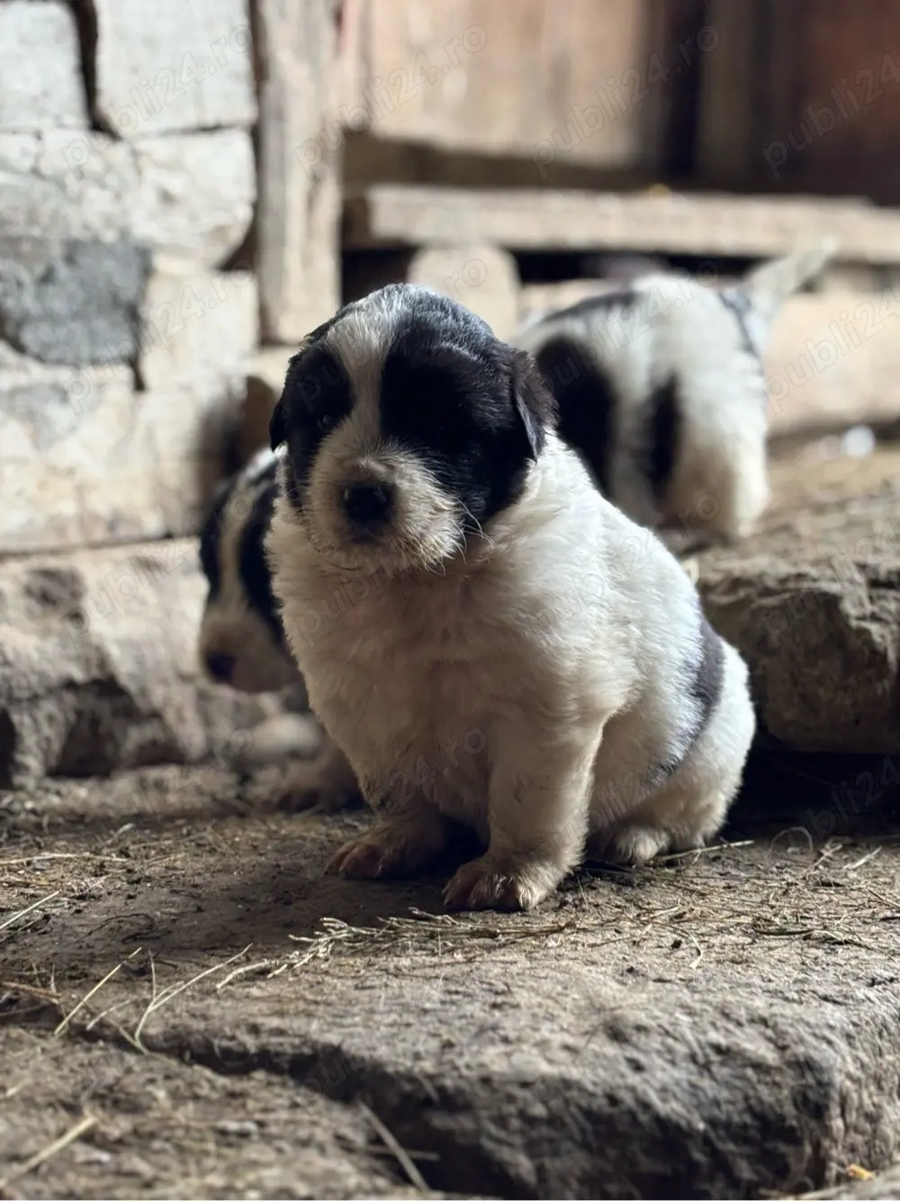 catelusa ciobanesc de bucovina