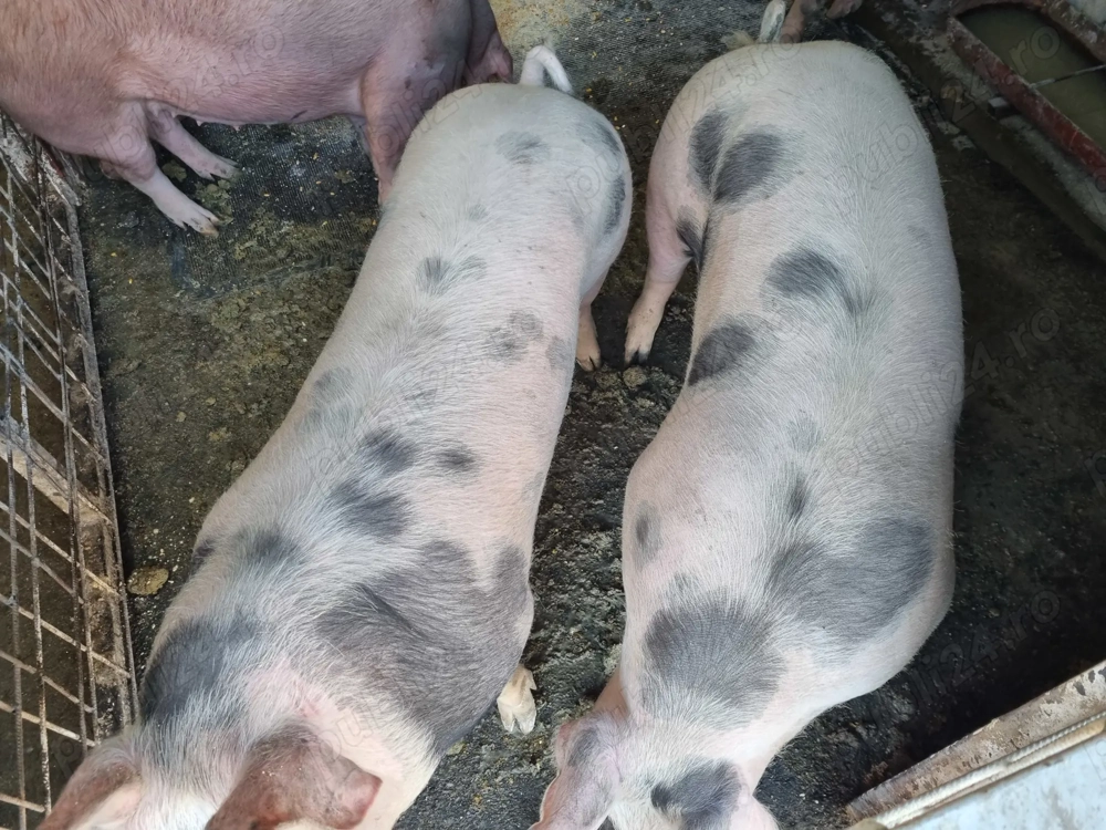 De vânzarea, 100-130 kg!