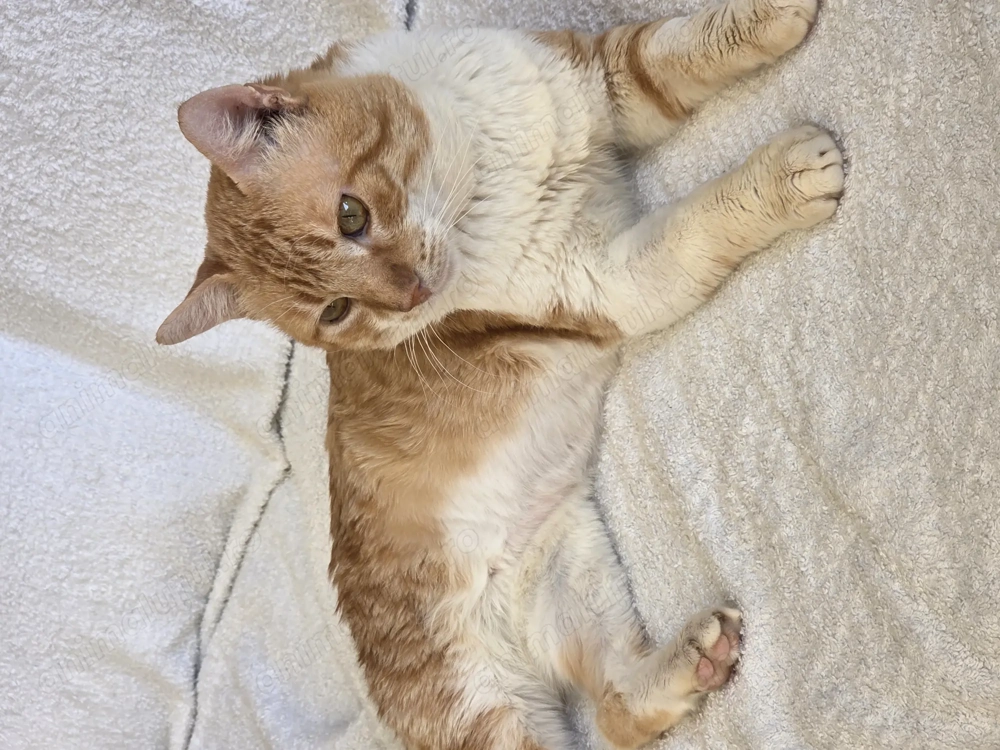 Petrica are nevoie de o familie iubitoare si responsabila